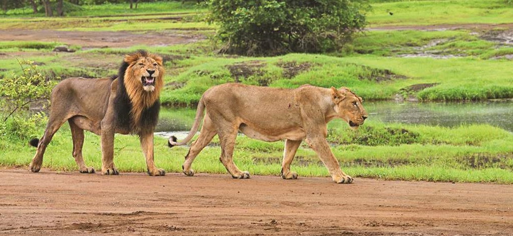 Dwarka-Somnath-Gir